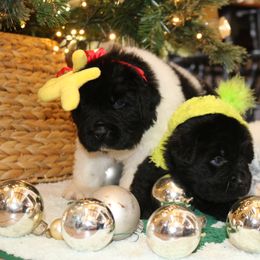 Boy 2 - Black male Newfoundland puppy in Ellendale Forge, Pennsylvania from Opening Heavens Doors Newfoundlands