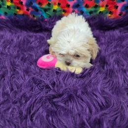 Bit O Honey - Cream and white female Shih Tzu puppy in Neosho, Missouri from Cooley's Cuddle Pups
