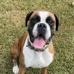 Kimbo  - Boxer