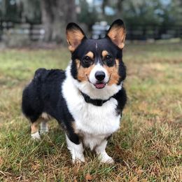 Ty - Pembroke Welsh Corgi