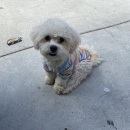 Bonbon - Maltipoo