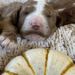 Valor - Red  male Poodle puppy in Dayton, Texas from Wolfe Island Poodles