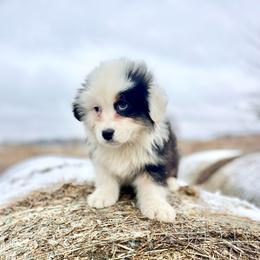 Elf - Black tri-color male Australian Shepherd puppy in Kentland, Indiana from Pine Grove Aussies