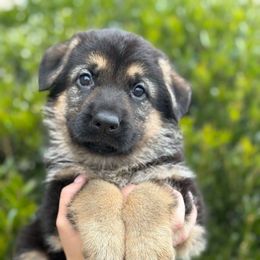 Snickers - Black and tan male German Shepherd puppy in Warwick, Rhode Island from Karma Kennels