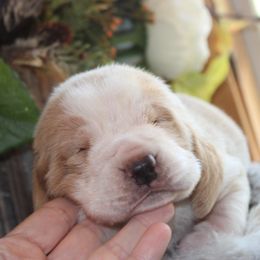 Honey - Red and white female Basset Hound puppy in Missouri from Clevenger Farms