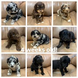 Aussiedoodle and Australian Shepherd Puppies from Dollface Aussies