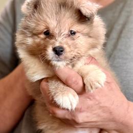 Reba - Sable merle and white female Shetland Sheepdog puppy in Pleasant Shade, Tennessee from Odyssey Shetland Sheepdogs