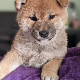 Shiba Inu Puppies from Jogoso Shibas