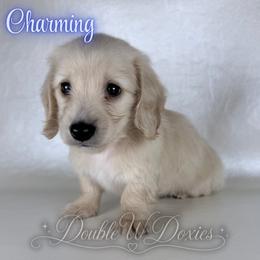 Charming - Cream male Dachshund puppy in Alto, Texas from Double W Doxies