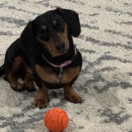 Dachshunds from Rose Moon dachshunds