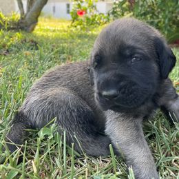 Mastiff Puppies from Treasure Coast Mastiffs