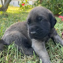 Mastiff Puppies from Treasure Coast Mastiffs