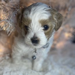 Girl 3 - Havapoo puppy in Tropic, Utah from Lady Paws-Kara