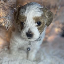 Girl 3 - Havapoo puppy in Tropic, Utah from Lady Paws-Kara
