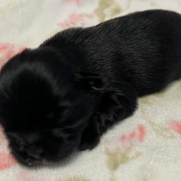 Girl 2 - Black female Shih Tzu puppy in Hemet, California from Aloha Shih Tzu