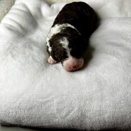 Chocolate Tri - male Australian Mountain Doodle puppy in Holt, Missouri from Mindys Doodles