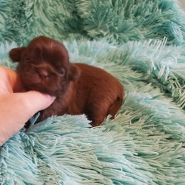 Shih Tzu Puppies from Enchanting Shih tzu