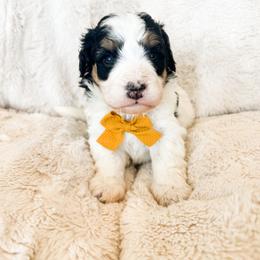 Boy 1 - male Bernedoodle puppy in Kamas, Utah from A + E Farms