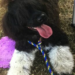 Portuguese Water Dogs from Riptide Portuguese Water Dogs of South Florida