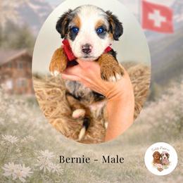 Bernie - Blue merle male Bernedoodle puppy in Canton, Georgia from Teddy Puppies