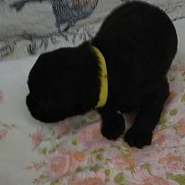 Girl 3 - Black female Miniature Schnauzer puppy in Fresno, California from Findell Kennel, LLC