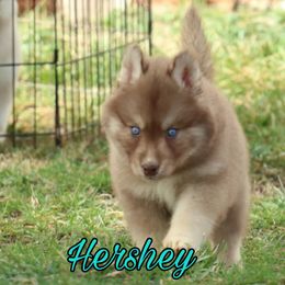 Siberian Husky Puppies from Husky Hotel