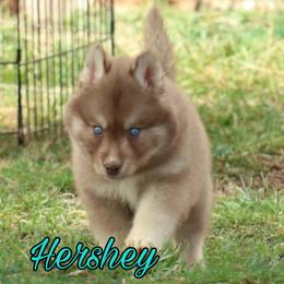 Siberian Husky Puppies from Husky Hotel