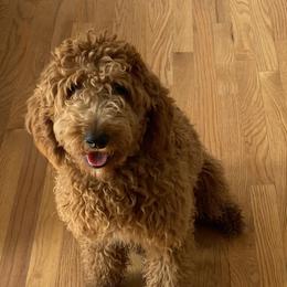Scarlet - Goldendoodle