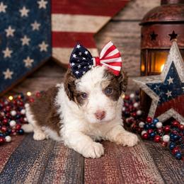 Girl 2, Jersey - Brown and white female Bernedoodle puppy in Delphos, Ohio from Route 66 Poodles & Doodles, Sapphire Shih-tzu's of Ohio