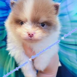 Lavender Tri - Lavender male Pomeranian puppy in Albany, Oregon from Purrs N Poms
