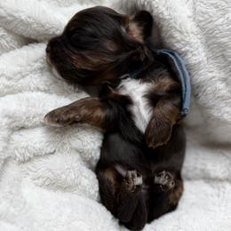 Blue Boy - Brown white and tan male Cockapoo puppy in Fort Gibson, Oklahoma from Waggle Doodles