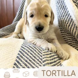 Tortilla - Cream male Labradoodle puppy in Lubbock, Texas from Lucky Labradoodles