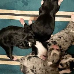 Aussiedoodles and Goldendoodles from Barking Kennel Co.