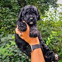 Jamaica - Black female Goldendoodle puppy in Forest, Ohio from Mini Doodle Buddies