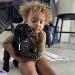 Newfoundland Puppies from Knallhart Kennels