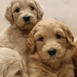 Labradoodles from Valley Vineyard Labradoodles