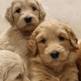 Labradoodles from Valley Vineyard Labradoodles