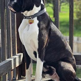 Napoleon - Boxer