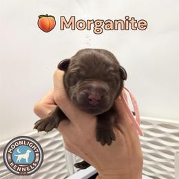 Morganite - Chocolate female Labrador Retriever puppy in Elloree, South Carolina from Moonlight Kennels LLC