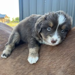 Ralph - Red tri male Miniature Australian Shepherd puppy in Godley, Texas from Nana and Paws Aussies