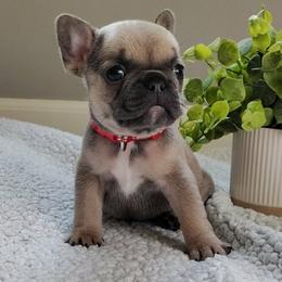 Runt - Fawn and white male French Bulldog puppy in Tariff, West Virginia from Frenchies WV