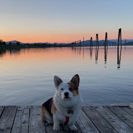 Pembroke Welsh Corgi Puppies from Top-Notch Paws