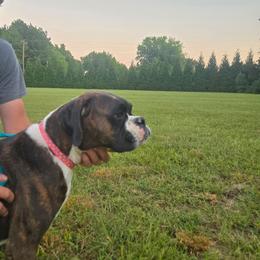 Miss Bev - Boxer