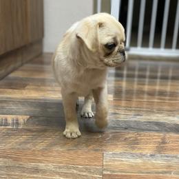 Pug Puppies from Furever Friends