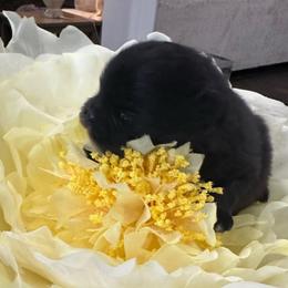 Yoda - Black male Pomeranian puppy in Lyons, Georgia from Its a Poms Life Kennel