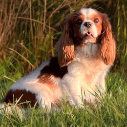 Daisy - Cavalier King Charles Spaniel