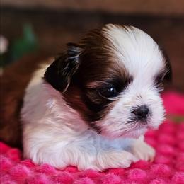 Latti - Gold and white female Shih Tzu puppy in Sanger, California from Hillsides Shih-Tzu