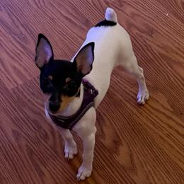 Pup Z - White black and tan female Toy Fox Terrier puppy in Clermont, Florida from Debbie Hiles's Toy Fox Terriers