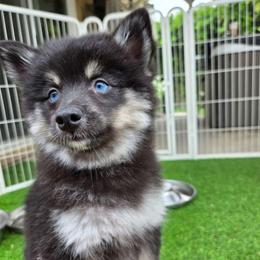 Onyx - Black male Pomsky puppy in La/Oc, California from SoCal Pomskies LLC