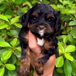 Nova - Black and tan female Cavapoo puppy in Salt Lake City, Utah from SunnySide Mini Doodles